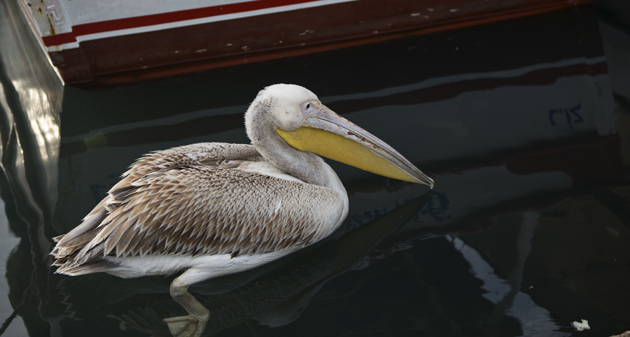 Great White Pelican
