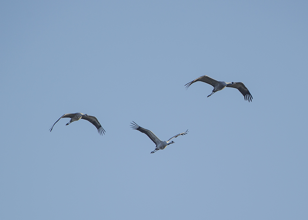 Common Crane