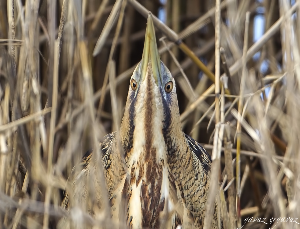 Eurasian Bittern