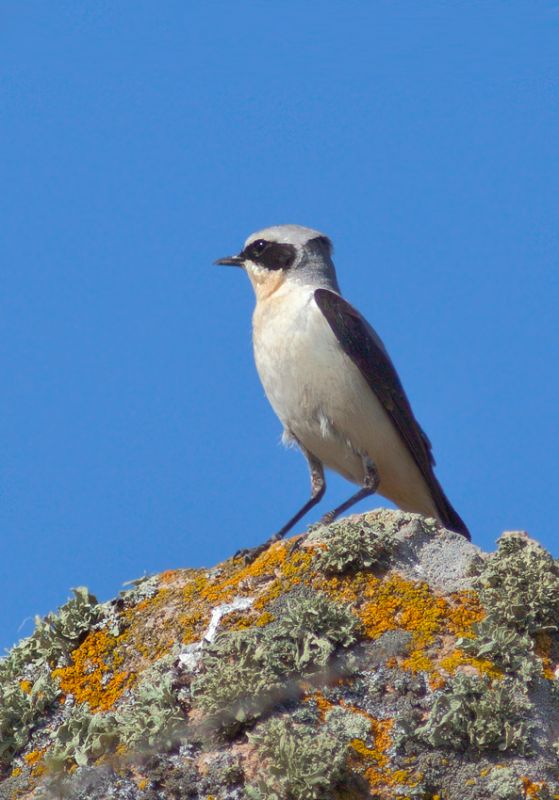 Northern Wheatear