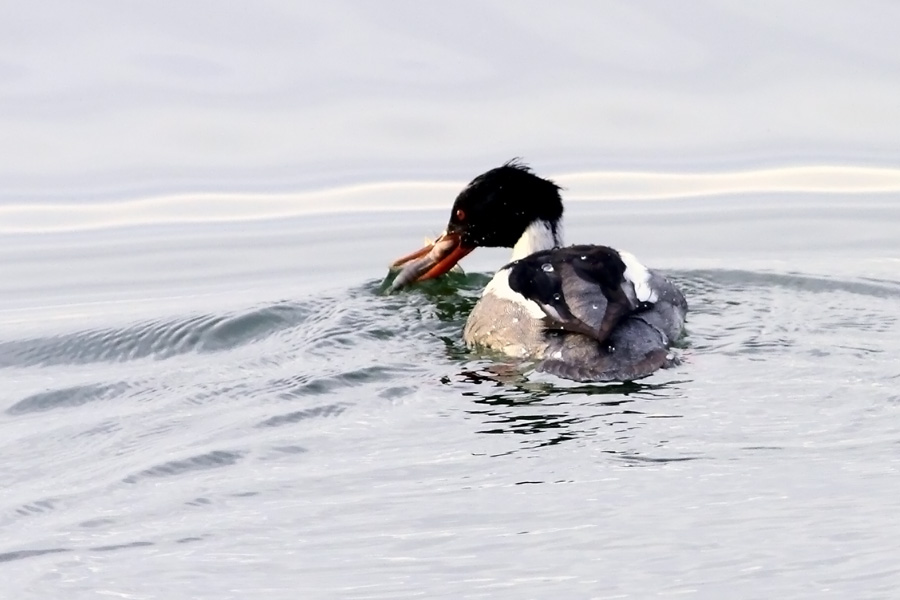 Red-breasted Merganser