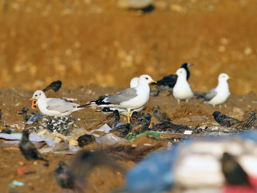 Common Gull