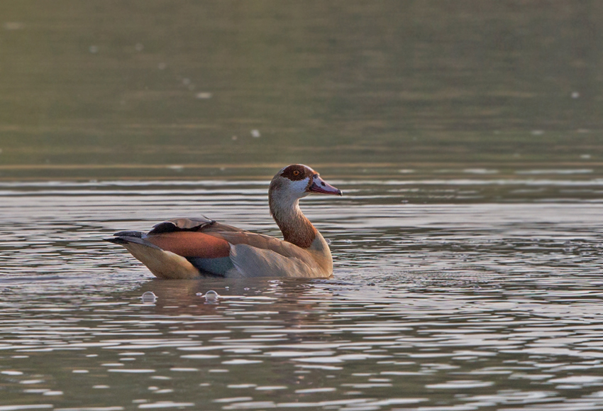 Egyptian Goose