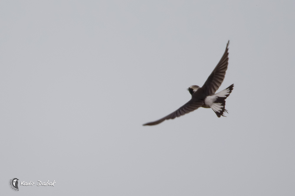 Pied Wheatear