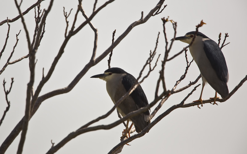 Black-crowned Night Heron