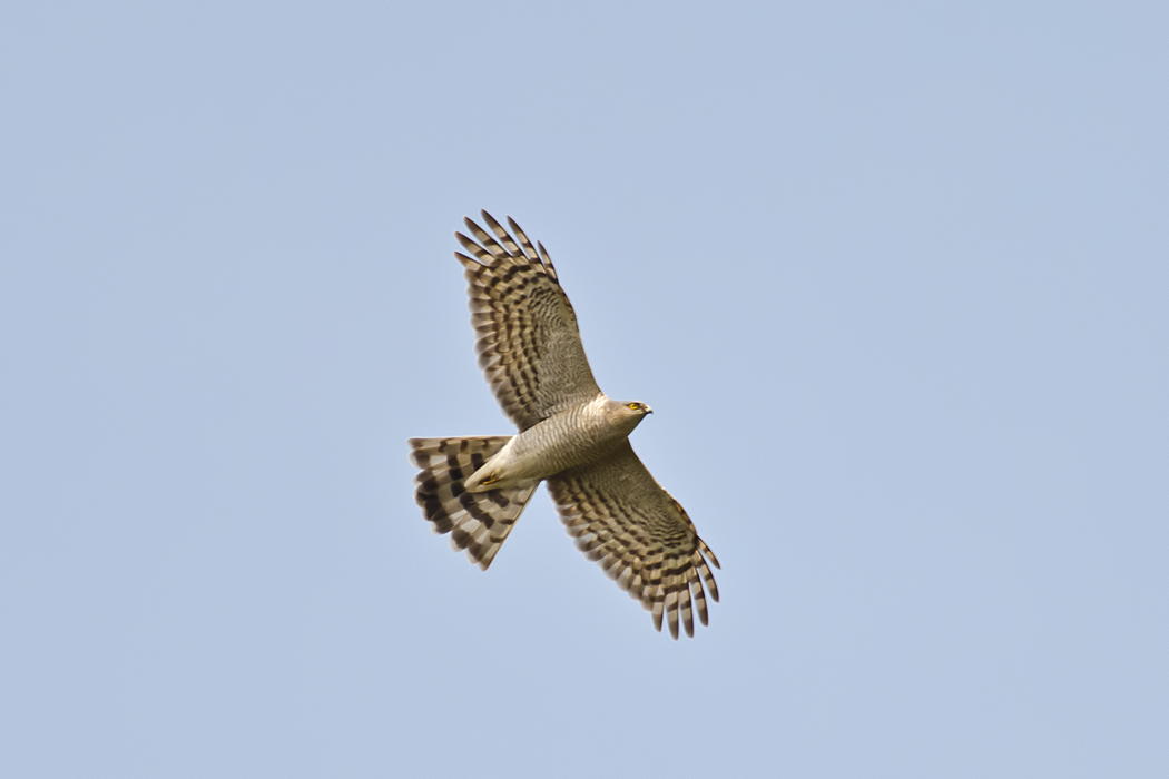 Eurasian Sparrowhawk