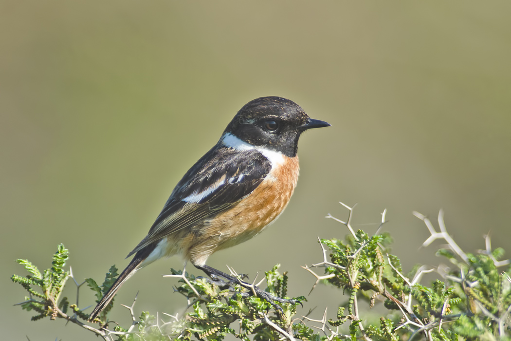 European Stonechat