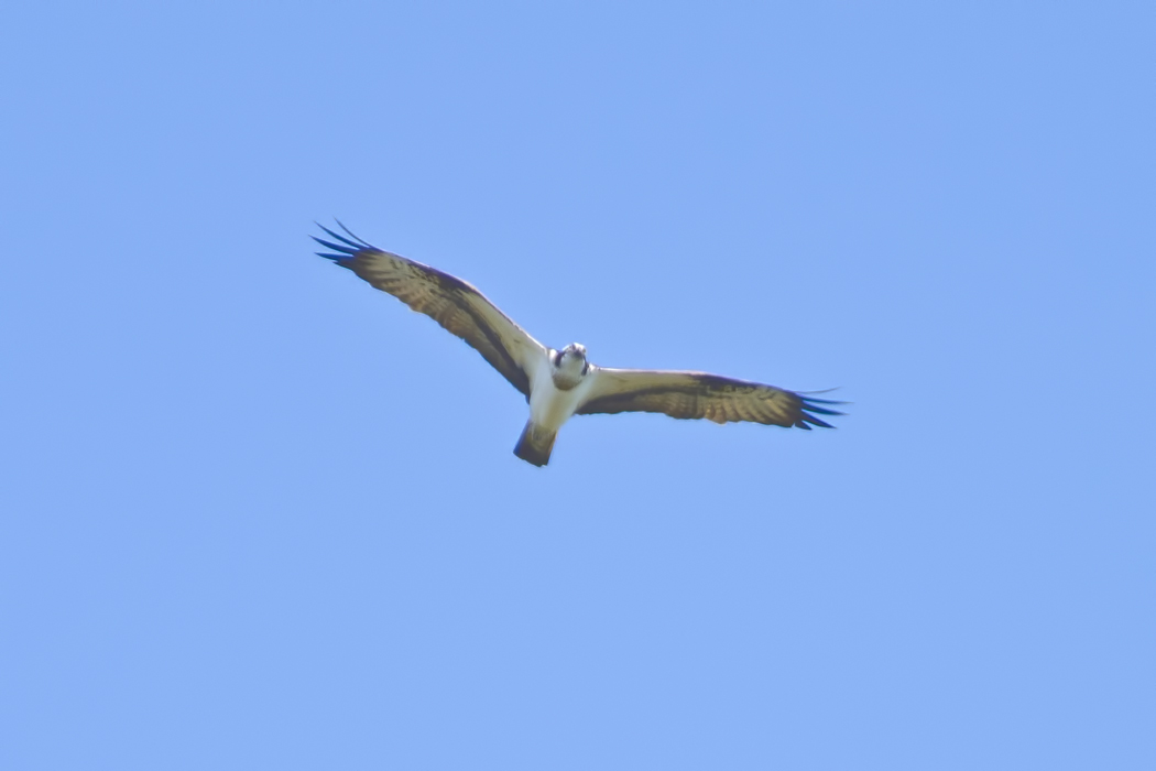 Osprey