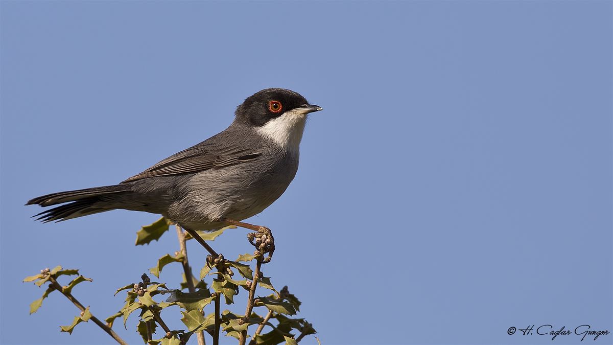 Sardinian Warbler
