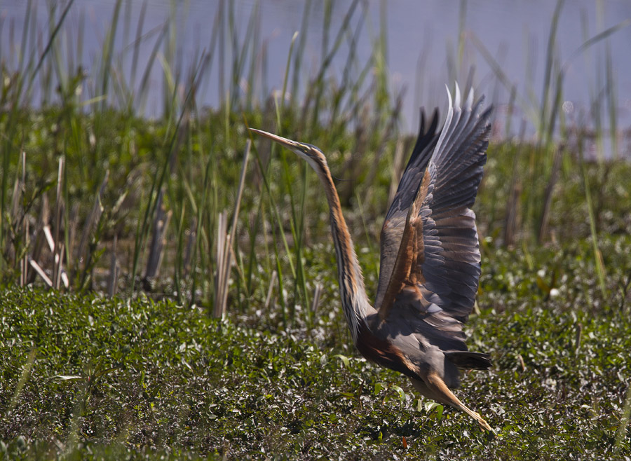 Purple Heron