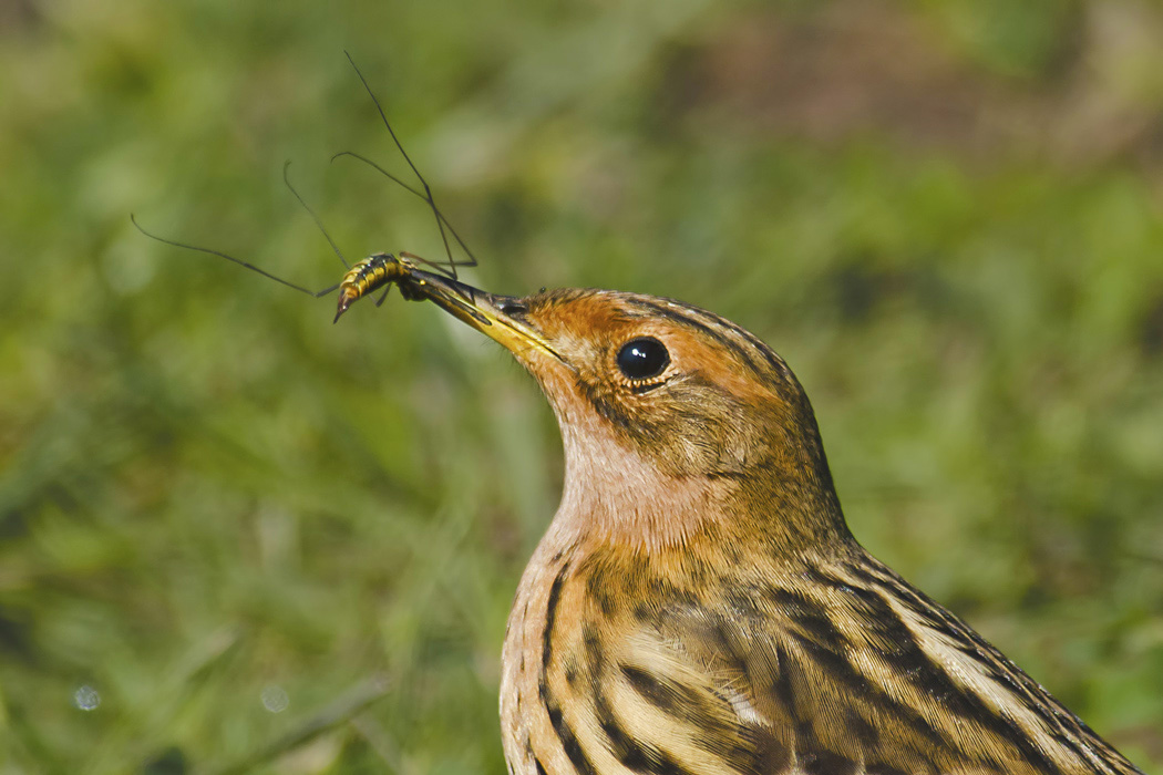 Red-throated Pipit