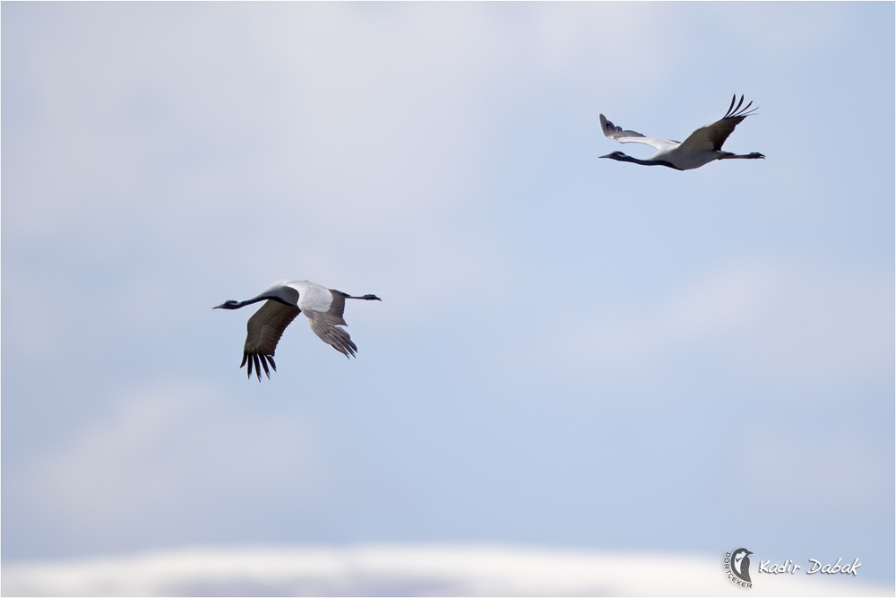 Demoiselle Crane