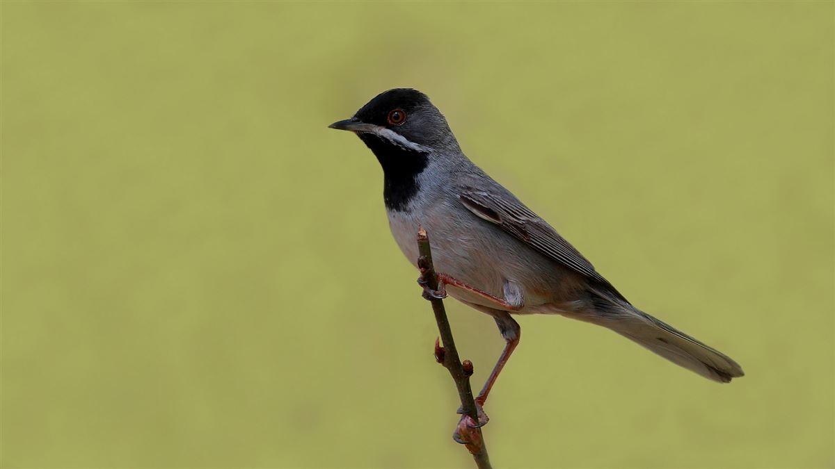 Rüppell`s Warbler