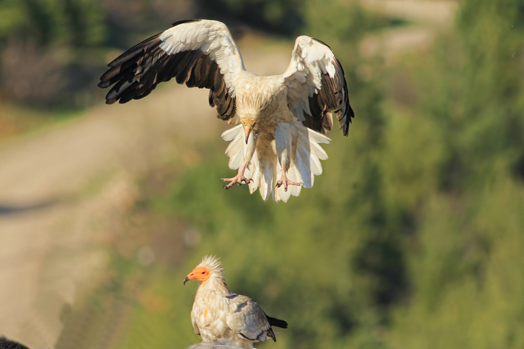 Egyptian Vulture