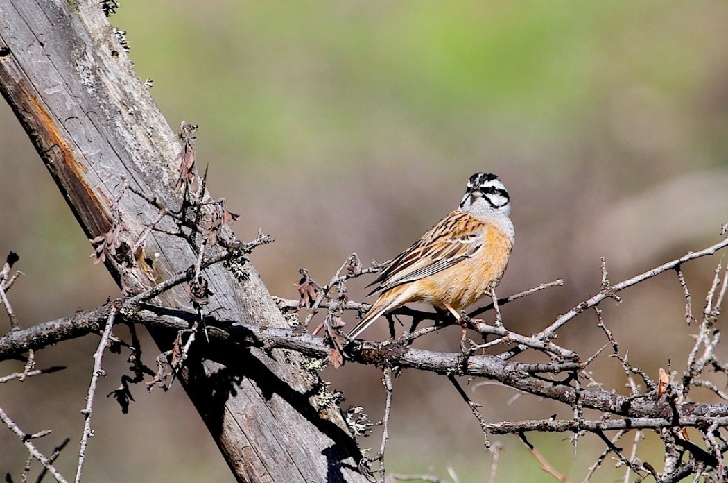 Rock Bunting