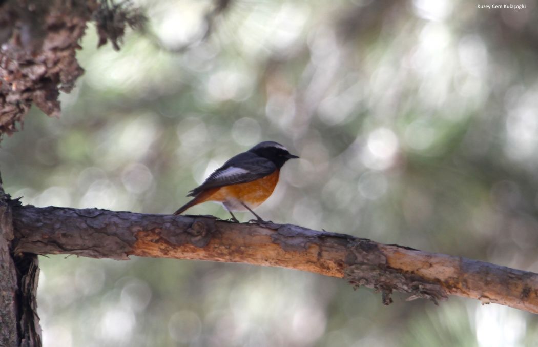 Common Redstart