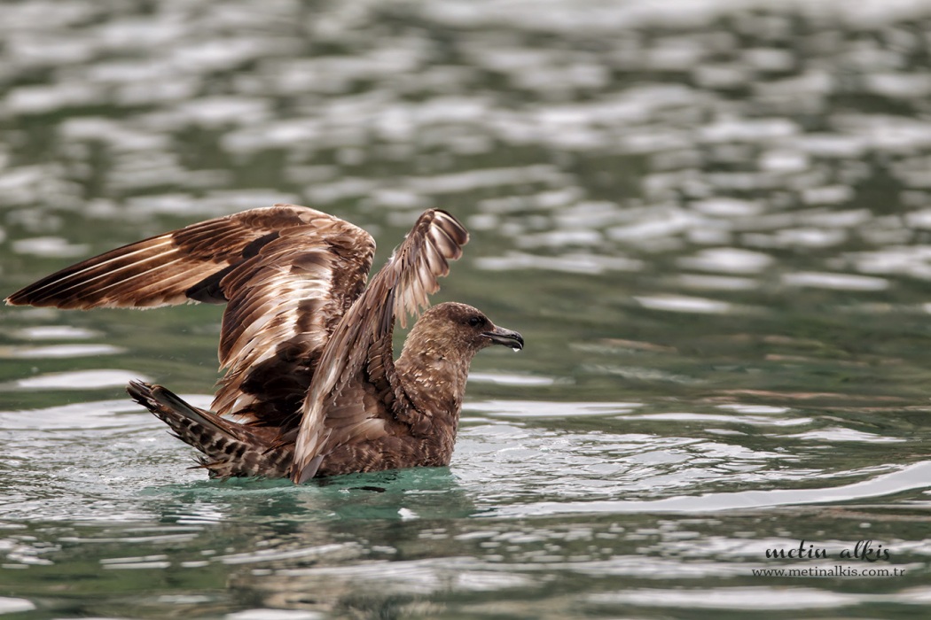 Pomarine Jaeger