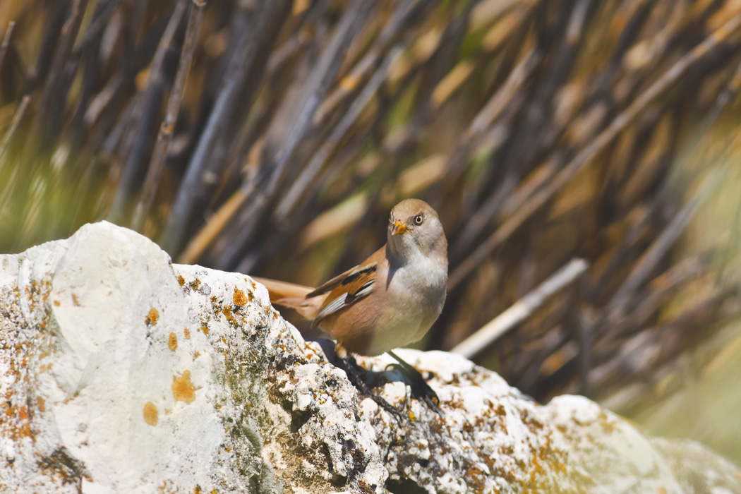Bearded Reedling