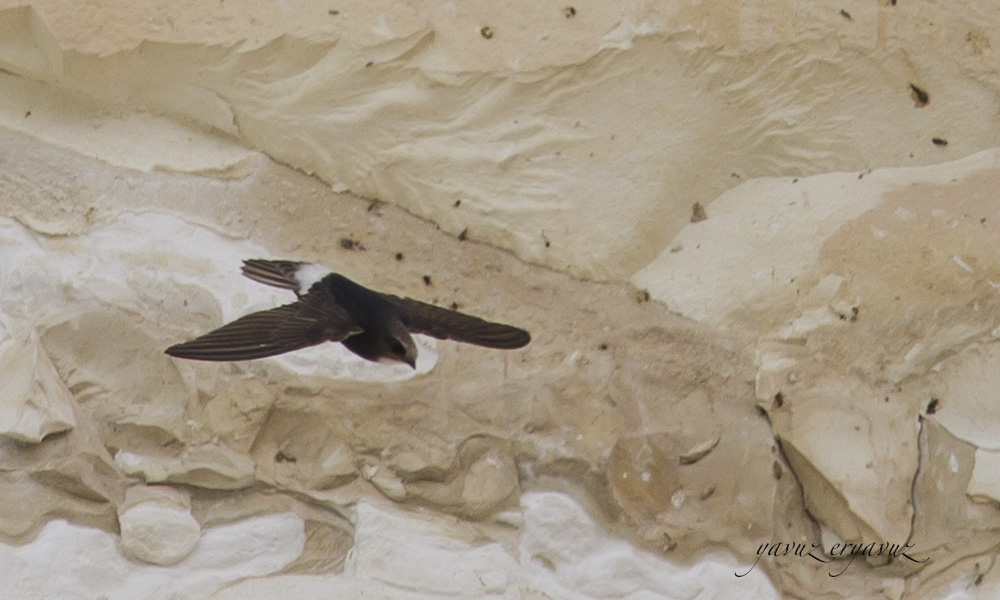 Little Swift
