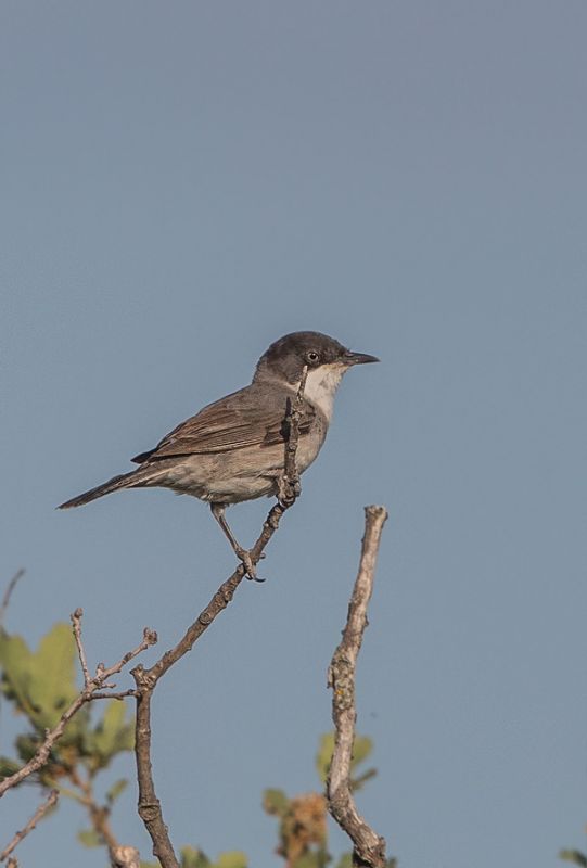 Eastern Orphean Warbler