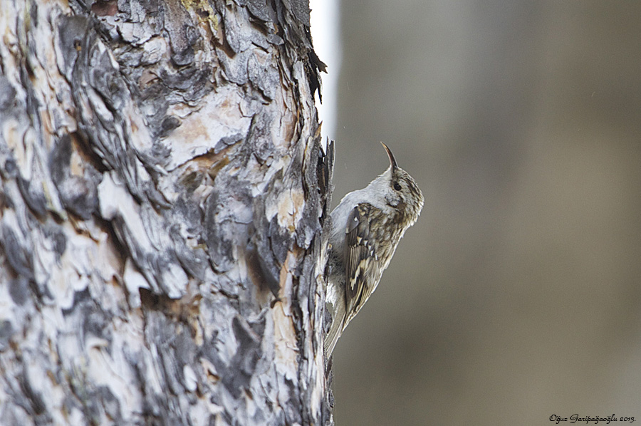 Short-toed Treecreeper