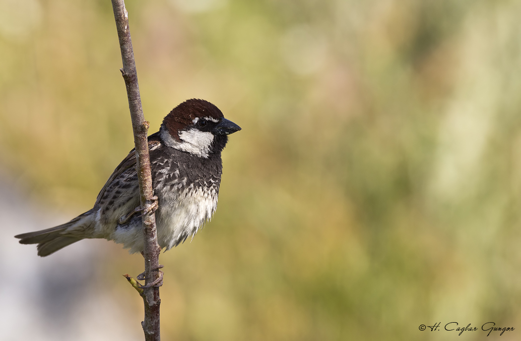 Spanish Sparrow
