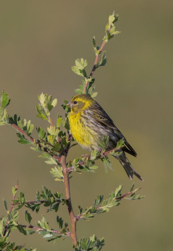 European Serin