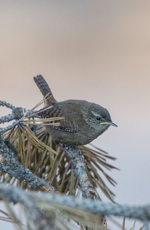 Eurasian Wren
