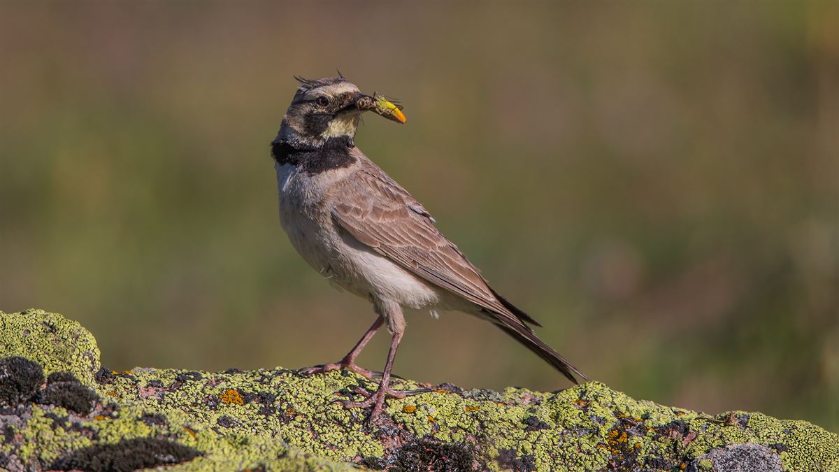 Horned Lark
