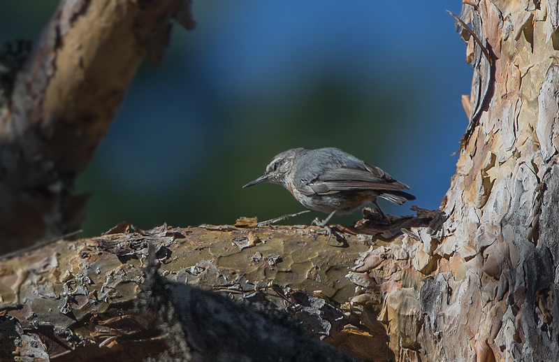 Krüper`s Nuthatch