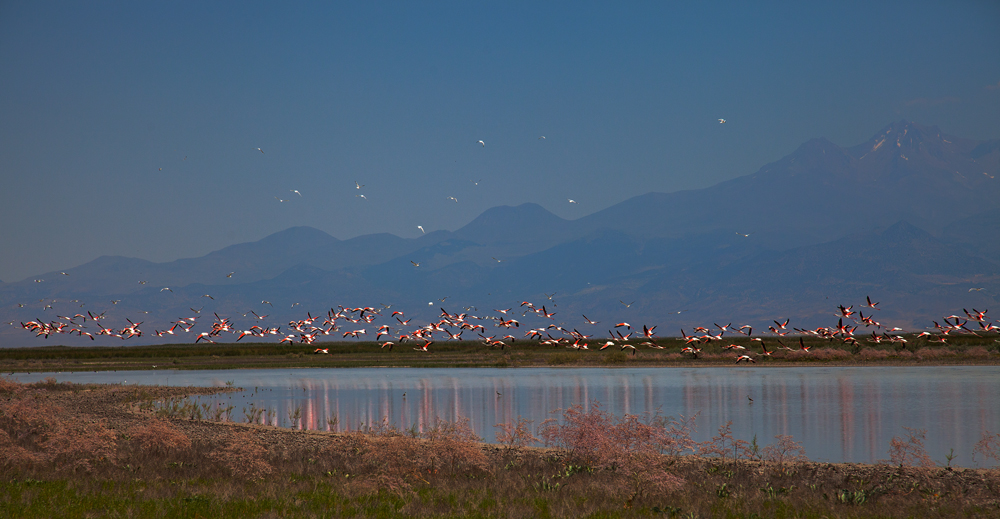 Greater Flamingo