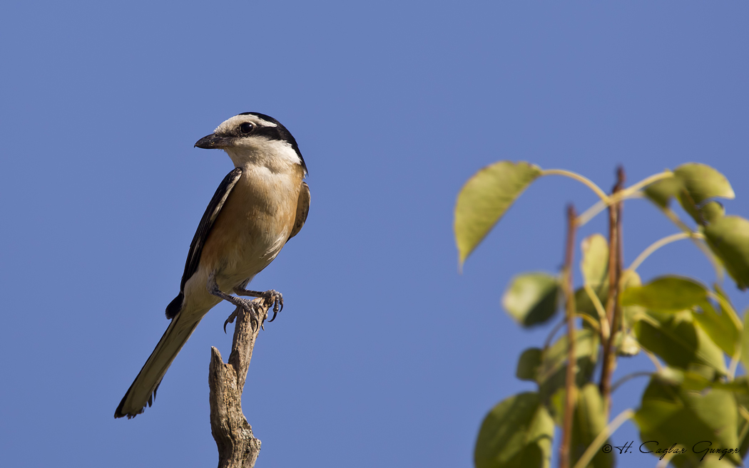 Masked Shrike