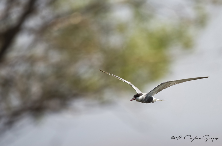 Whiskered Tern