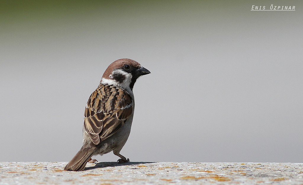 Eurasian Tree Sparrow