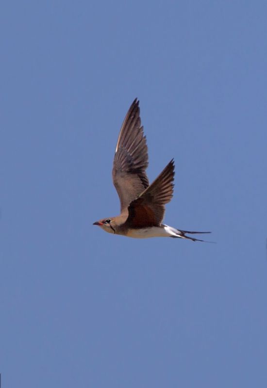 Collared Pratincole