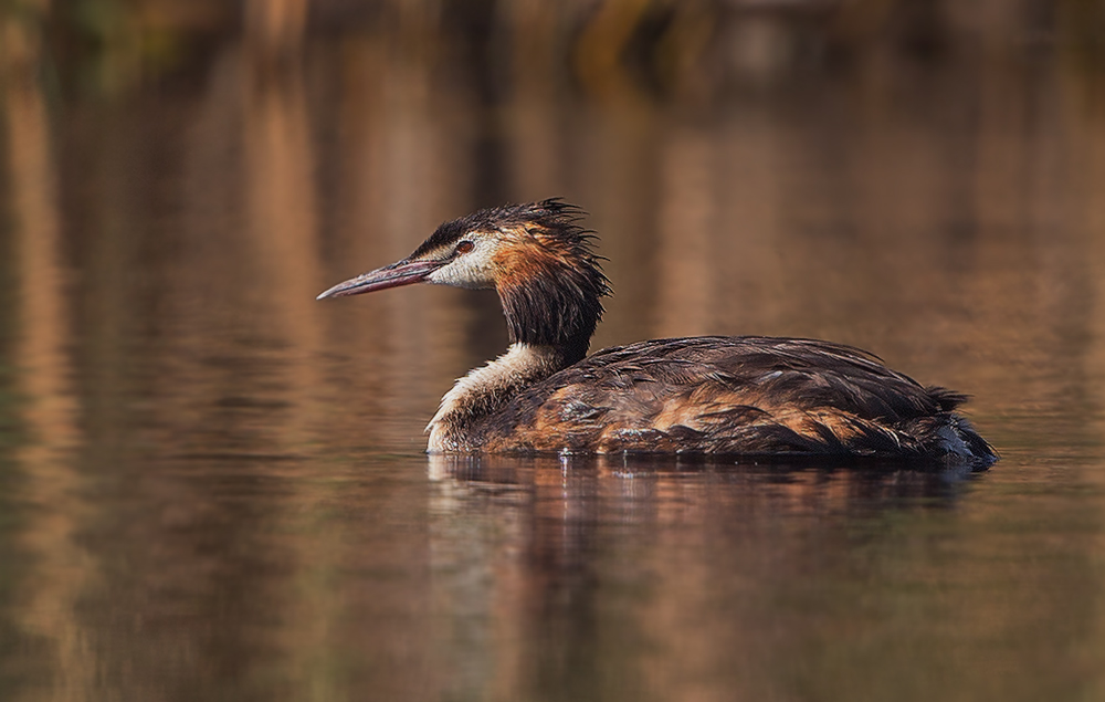 Great Crested Grebe