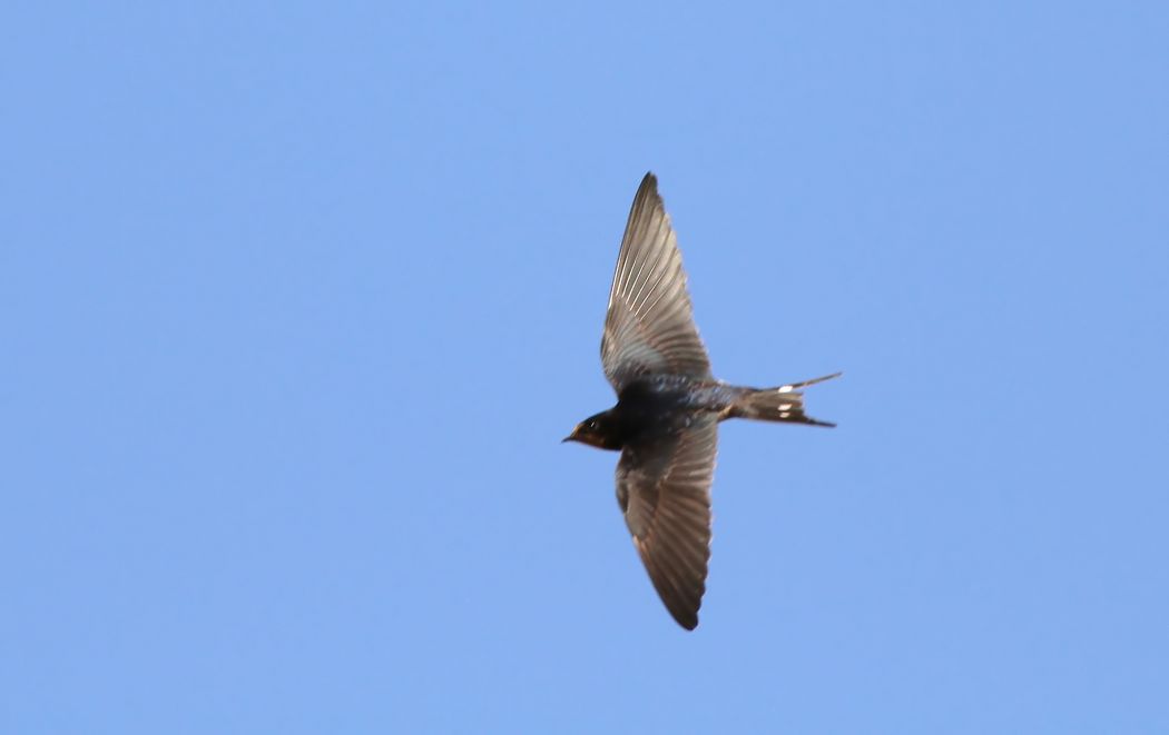 Barn Swallow