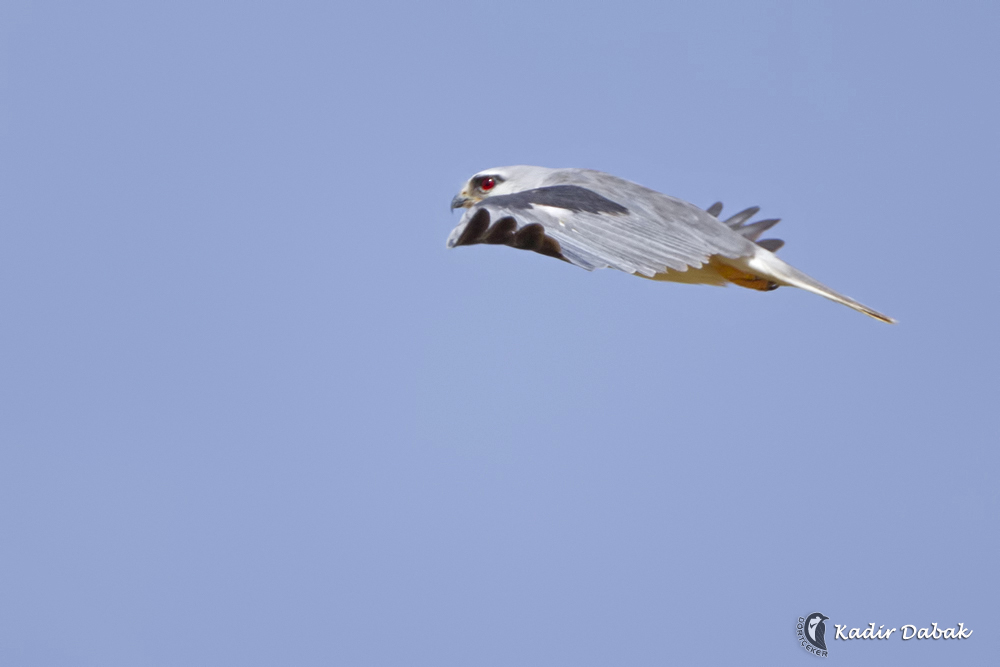 Black-winged Kite