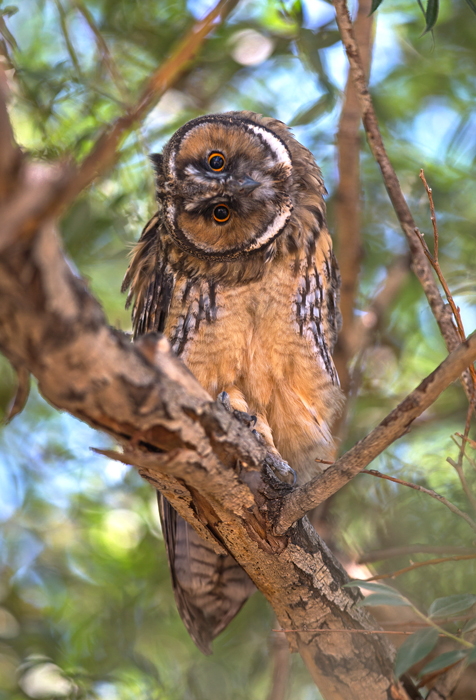 Long-eared Owl