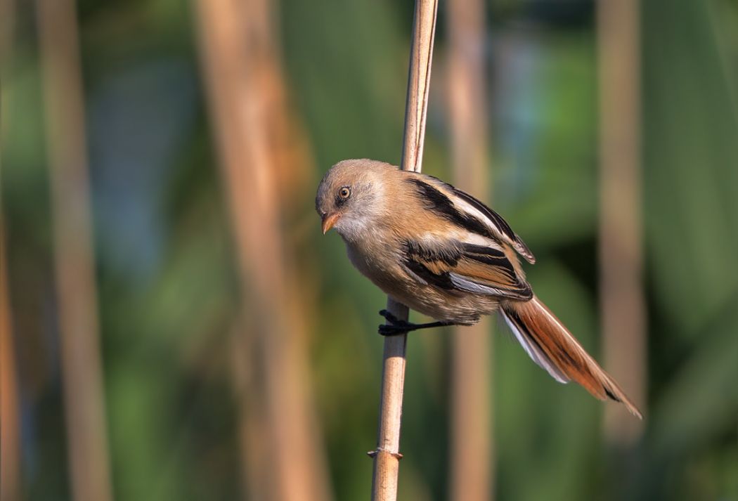 Bearded Reedling