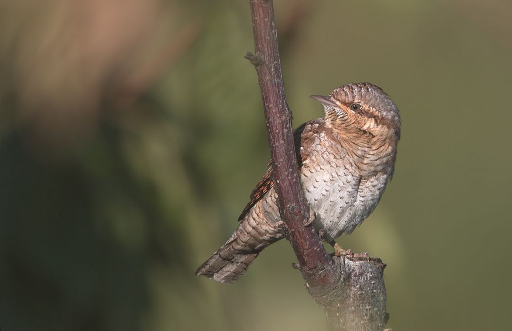 Eurasian Wryneck