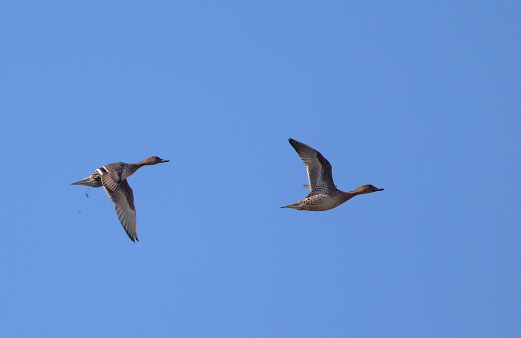 Northern Pintail