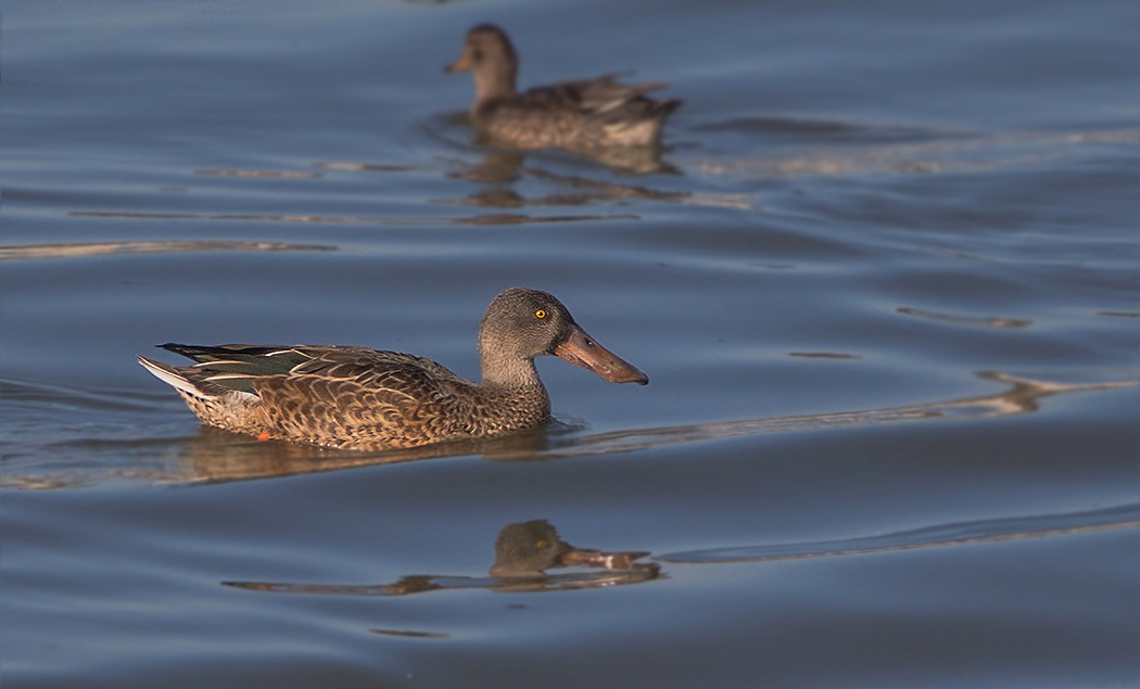 Northern Shoveler