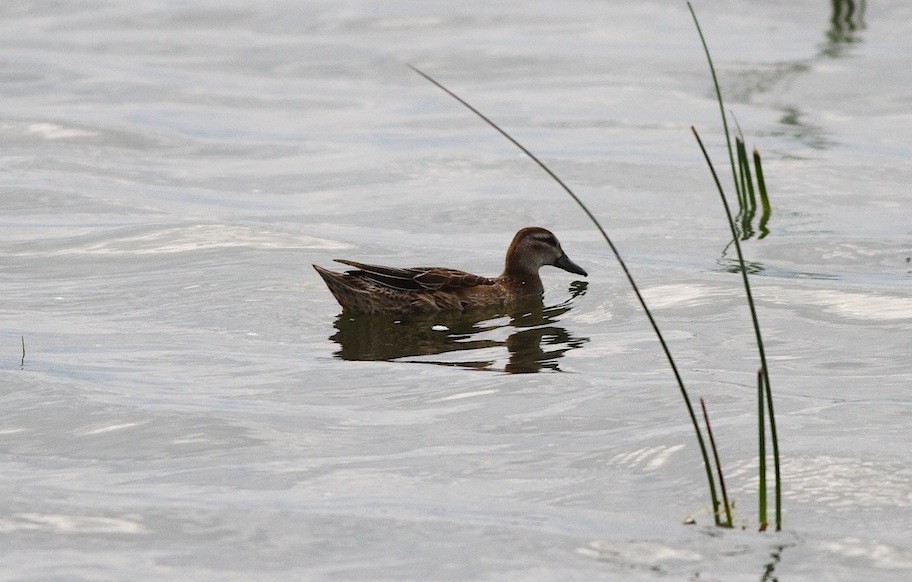 Garganey