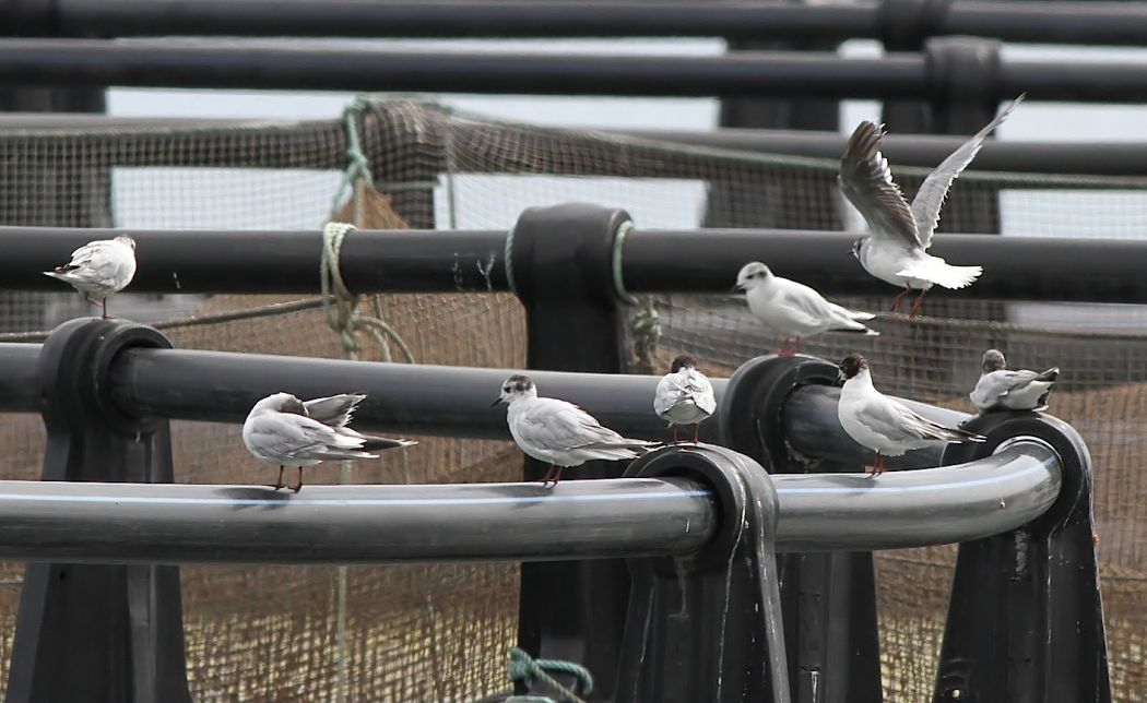 Little Gull