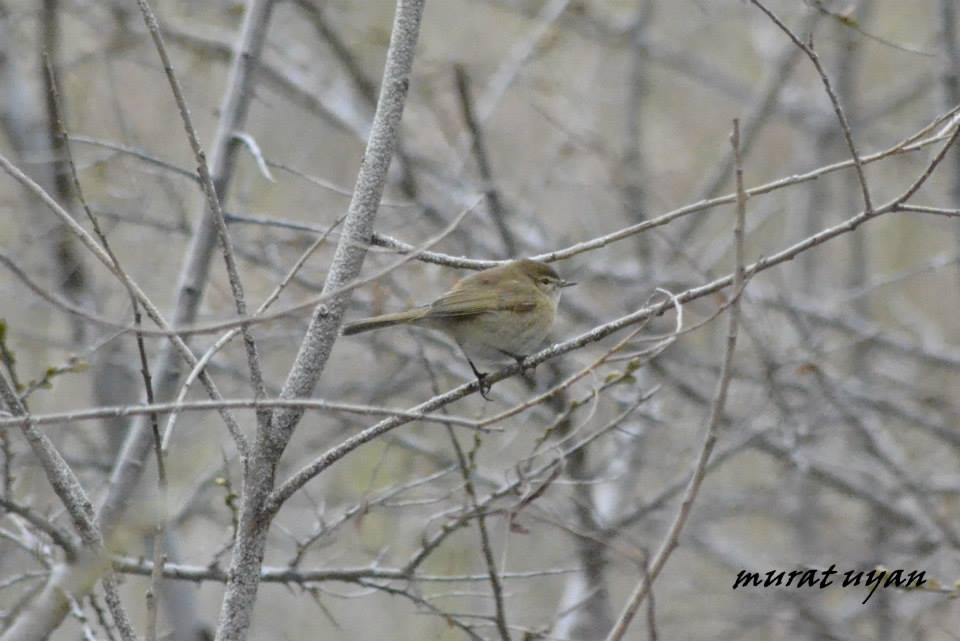 Mountain Chiffchaff