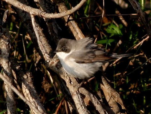 Eastern Orphean Warbler