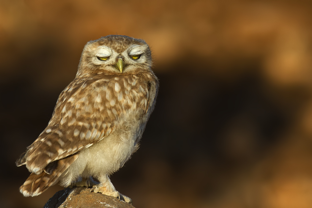 Little Owl