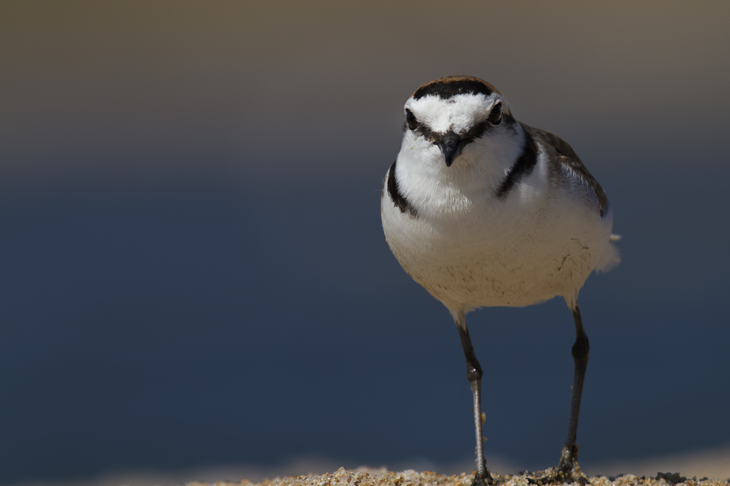 Kentish Plover