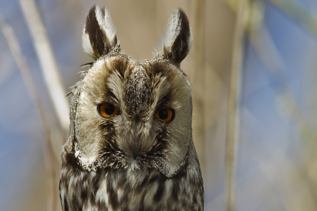 Long-eared Owl